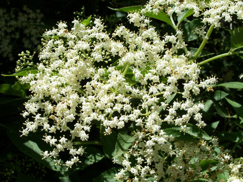文件:Sambucus nigra 003.jpg