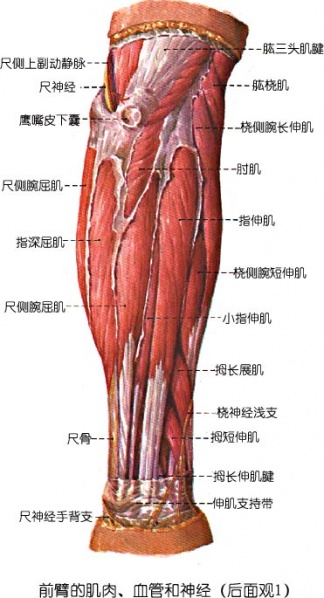 文件:Glmggyjk.jpg