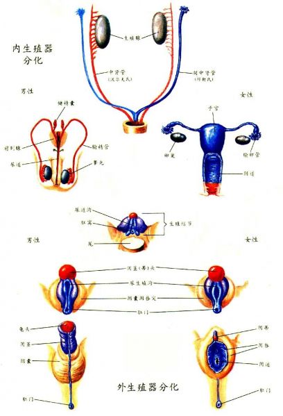 文件:生殖器分化.jpg