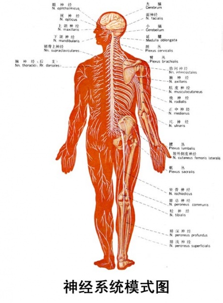 文件:Glpcaozp.jpg
