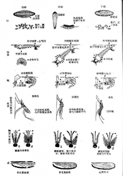 文件:Glexsujs.jpg