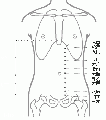 2014年1月19日 (日) 01:53的版本的缩略图