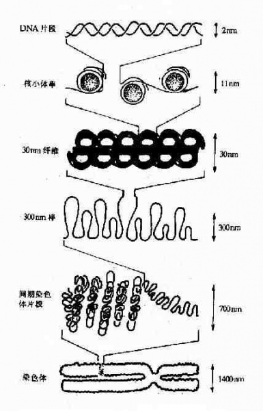 文件:Gracak1o.jpg