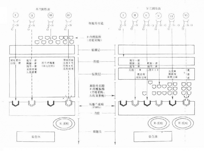 文件:Gnu54azj.jpg