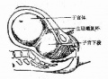 2014年1月17日 (五) 10:49的版本的缩略图