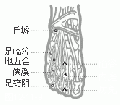2014年1月18日 (六) 06:51的版本的缩略图