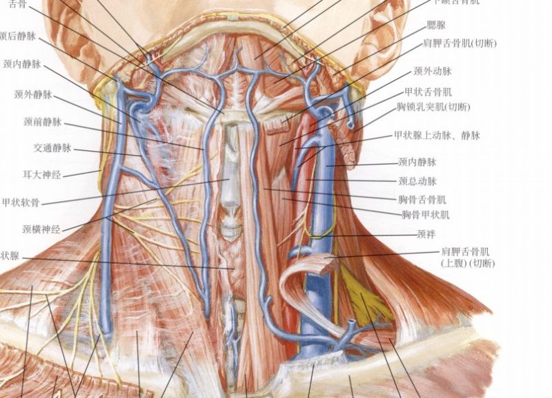 文件:颈内静脉.jpg