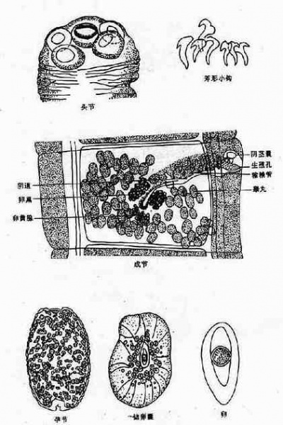 文件:Glevitbm.jpg