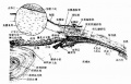 2014年1月19日 (日) 04:58的版本的缩略图