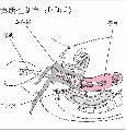 2014年1月18日 (六) 03:28的版本的缩略图