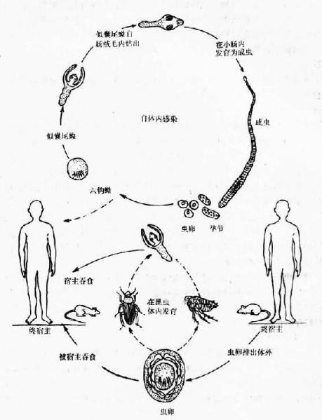 文件:Glevddkv.jpg