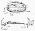2014年1月17日 (五) 09:32的版本的缩略图
