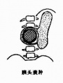 Guwfoe5a.jpg