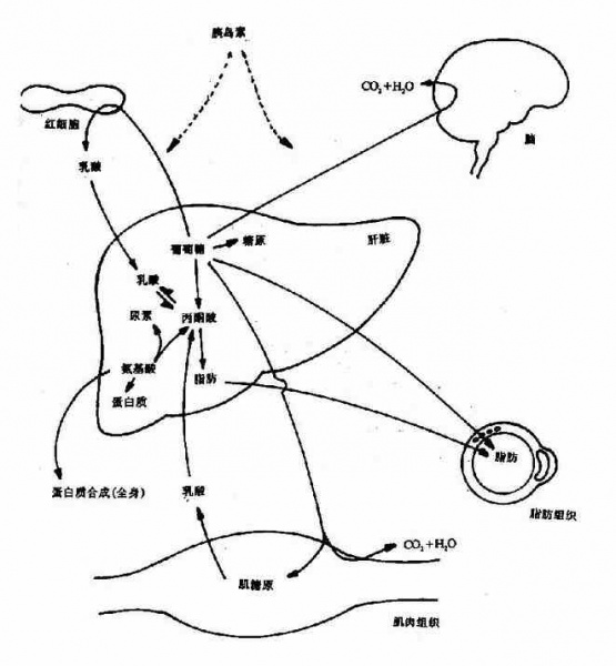 文件:Gra8z581.jpg