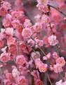 2014年1月19日 (日) 05:28的版本的缩略图